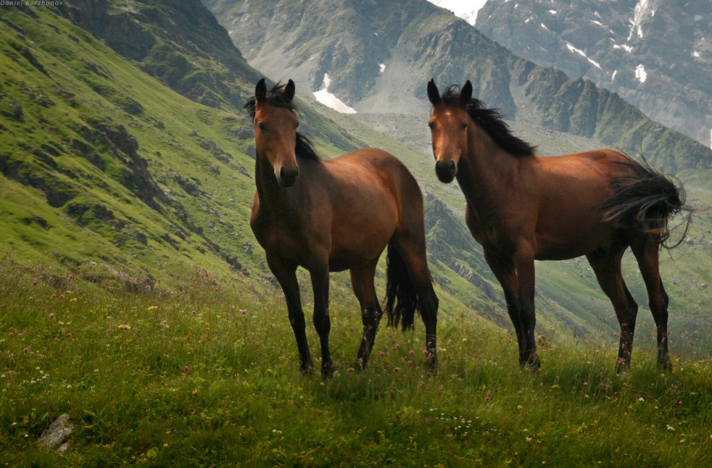 Лошадь в горах кавказа