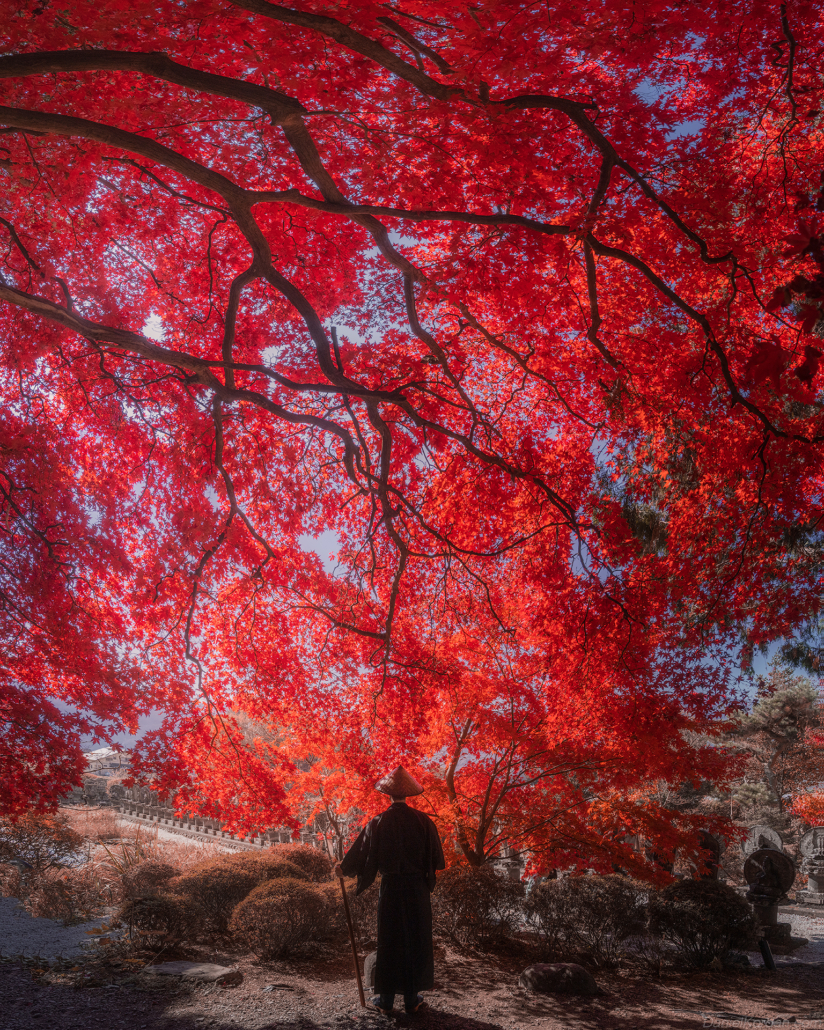 Japan in red: autumn leaves photo tour, 19 – 27 November 2023 (3