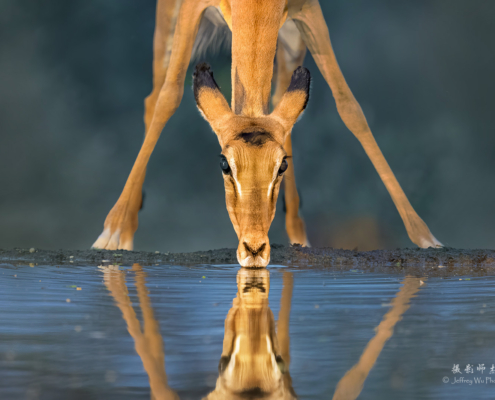 Female impala, early morning