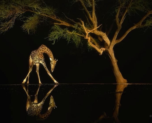 Jeff Wu Giraffe Feb 2023