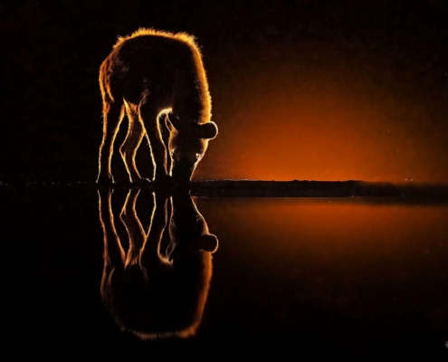 Jeff Wu Hyena Feb 2023