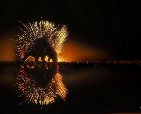 Jeff Wu Porcupine Feb 2023