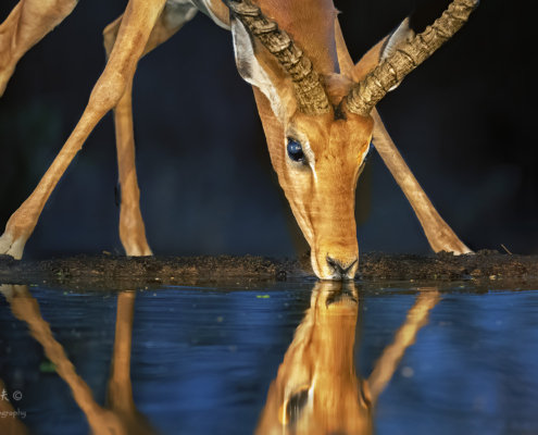 Male impala, early morning(1)
