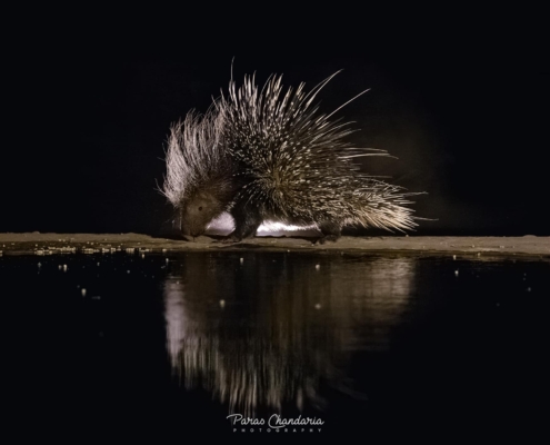 Porcupine PC
