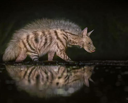 Striped Hyena side