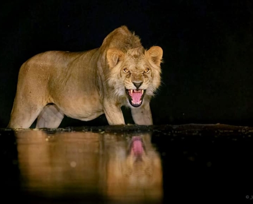 Young male lion growl