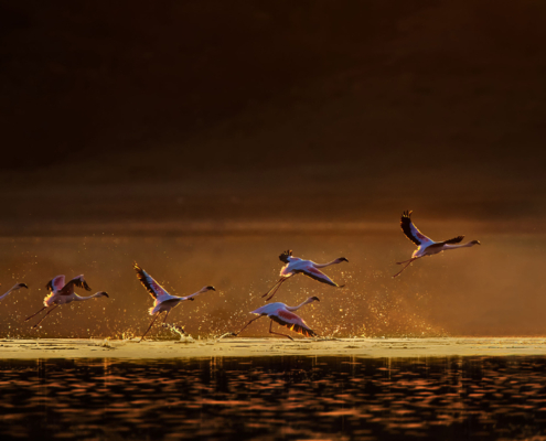 ©JeffreyWu_01I4677 Flamingos