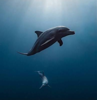 Dolphins misool