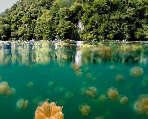 Jelly fish lake