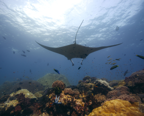 Manta ray