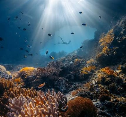 Raja Ampat coral