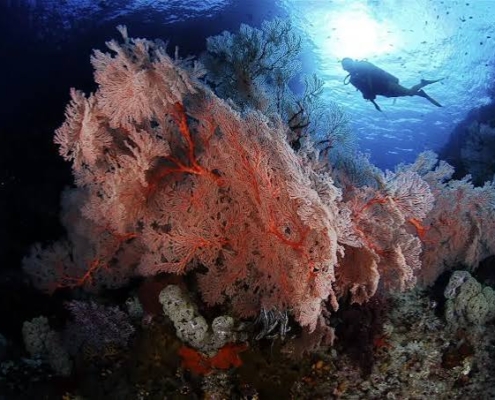 Raja Ampat diving