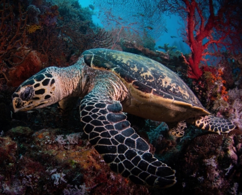 Raja Ampat turtle