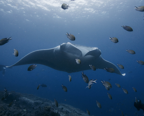 manta ray 2